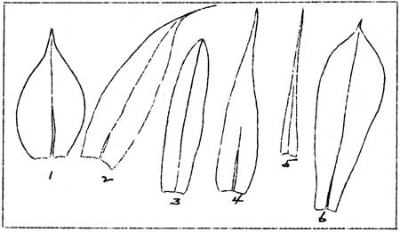 types of leaves