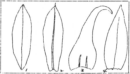 types of costae