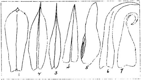types of leaf apices