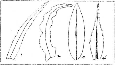 types of leaf margins