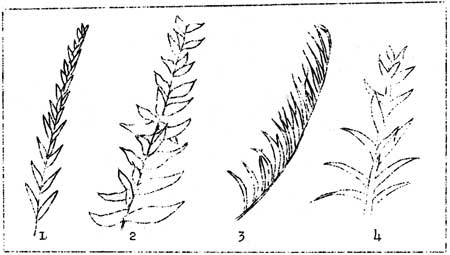 types of leaves