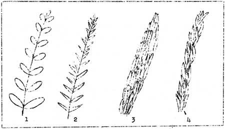 types of leaves