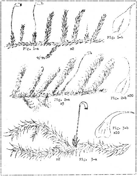 sketch of mosses