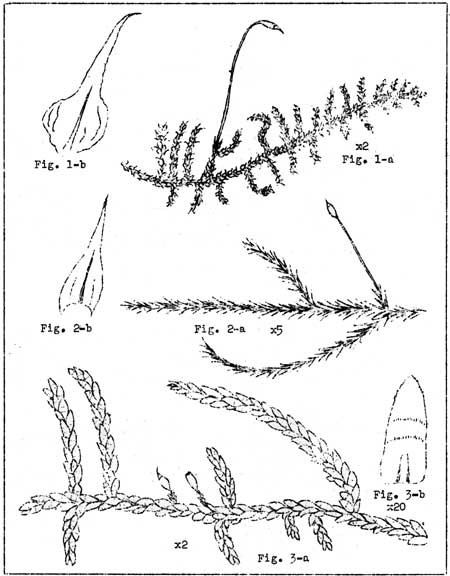 sketch of mosses