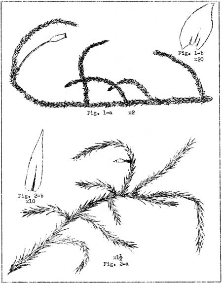 sketch of mosses