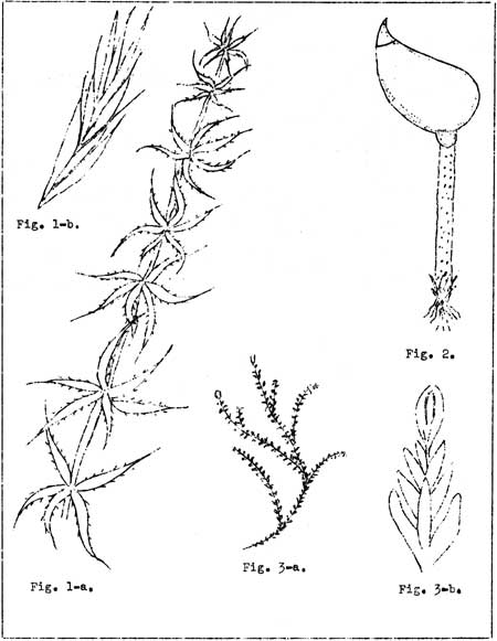 moss sketches