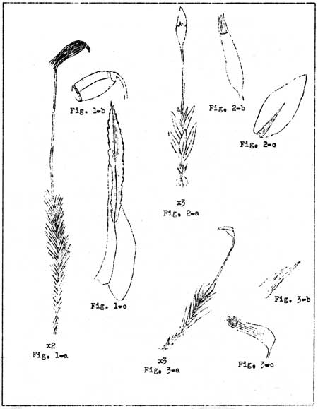 sketch of mosses