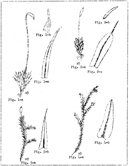 sketch of mosses