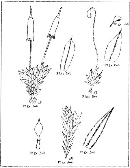 sketch of mosses