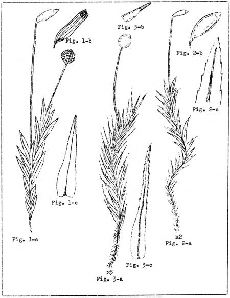 sketch of mosses