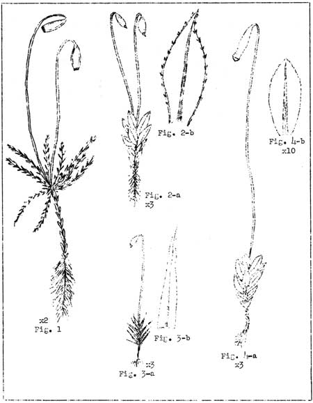 sketch of mosses