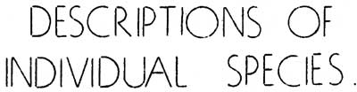 Description of Individual Species