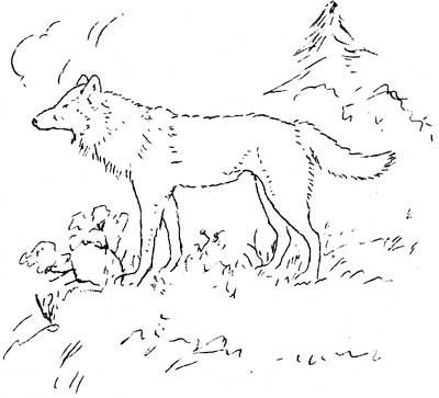 coyote