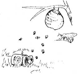 bees and nest