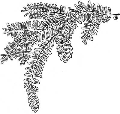sketch of Western Hemlock branch withcones