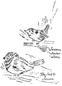 sketch of western winter wren andShufeldt junco