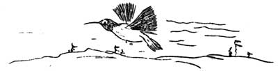 sketch of hummingbird