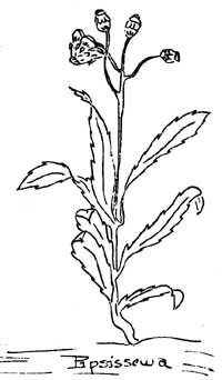 sketch of pipsissewa