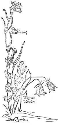 sketch of pearly everlasting, bluebell, and blue gentian