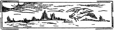 sketch of bird landing on pond