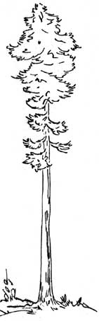 sketch of tree