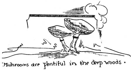 mushrooms are plentiful in the deep woods