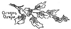 Oregon grape