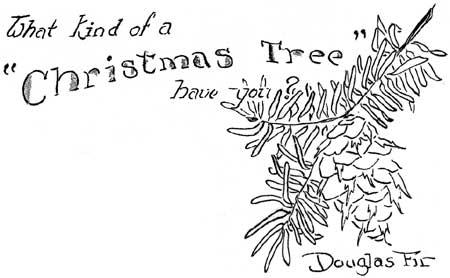 Douglas Fir branch and cone