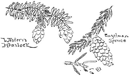 Western hemlock and Englemann Spruce branches and cones