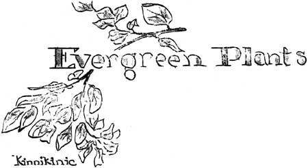 Evergreen Plants