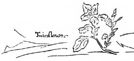 sketches of Twinflower