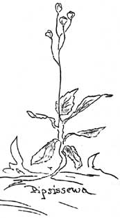 sketches of Pipsissewa