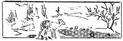 sketch of deer