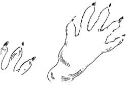 raccoon paw prints