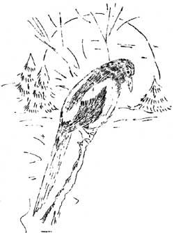 sketch of magpie