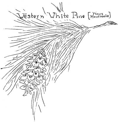 sketch of western white pine needles and cone