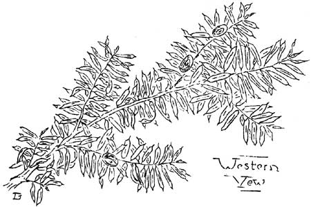 Western Yew needles and cones