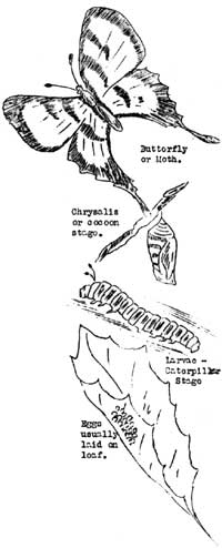 butterfly, catepillar