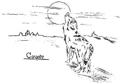 coyote