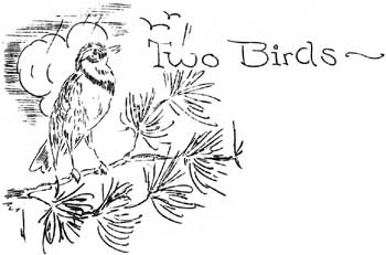 sketch of Varied Thrush