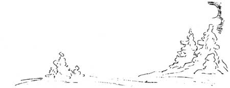 sketch of forest