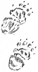 bear paw tracks