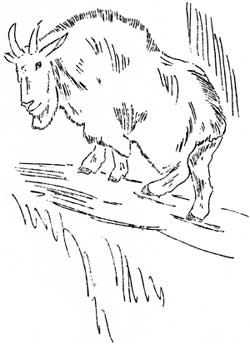 sketch of mountain goat