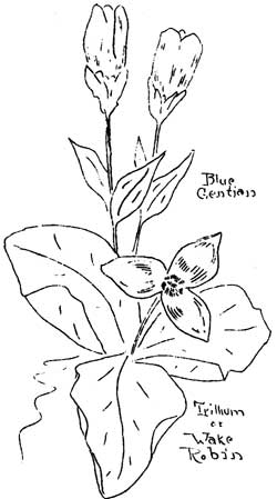 wildflowers