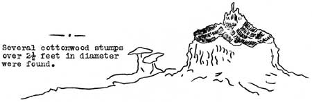 beaver cut stump