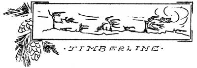 sketch of trees at timberline