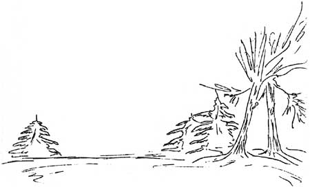 sketch of trees
