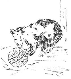 bear cub