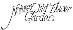 Natures Wild Flower Garden