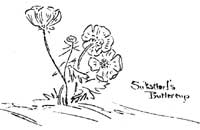 Suksdorfs buttercup